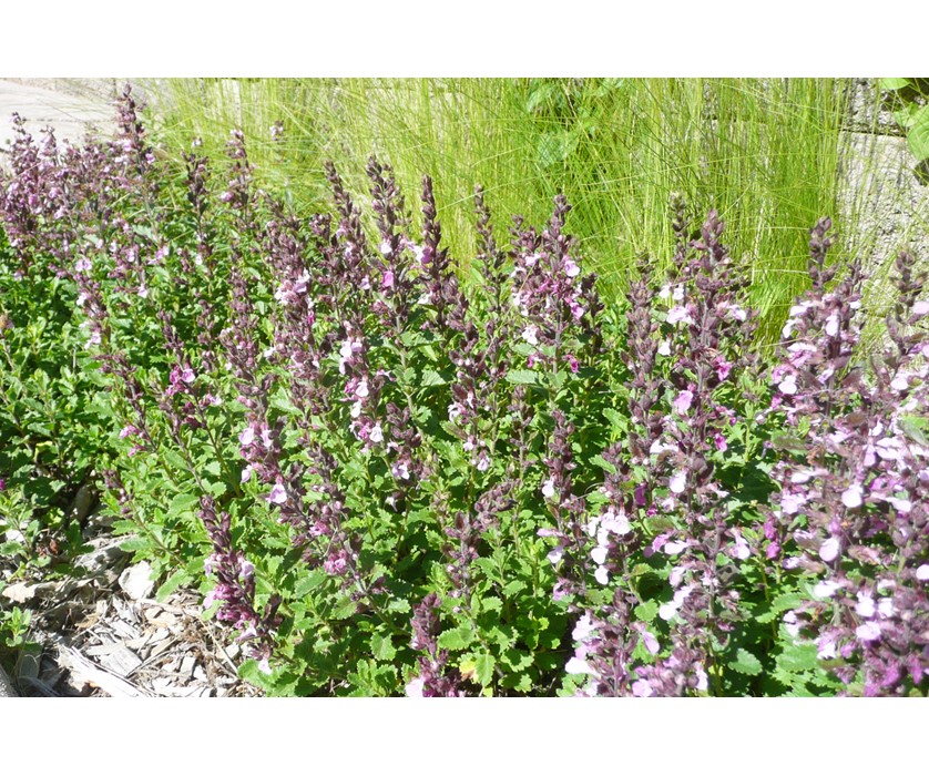 Canada Germander